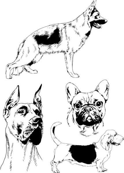 Vector Sketches Different Breeds Dogs Drawn Ink Hand Background Selected — Stock Vector