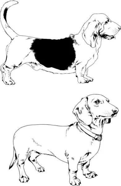 Vector Sketches Different Breeds Dogs Drawn Ink Hand Background Selected — Stock Vector