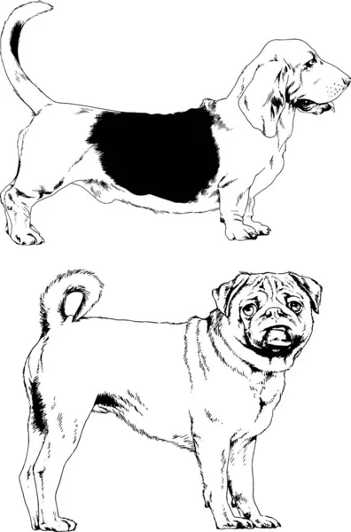 Bosquejos Vectoriales Diferentes Razas Perros Dibujados Tinta Mano Sin Fondo — Archivo Imágenes Vectoriales