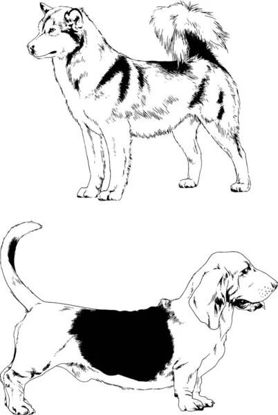 Szkice Wektor Różnych Ras Psów Rysowane Tuszem Ręcznie Bez Tła — Wektor stockowy