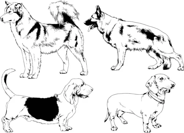 Bosquejos Vectoriales Diferentes Razas Perros Dibujados Tinta Mano Sin Fondo — Archivo Imágenes Vectoriales