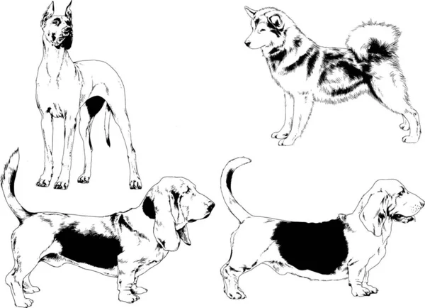 Croquis Vectoriels Différentes Races Chiens Dessinés Encre Main Sans Arrière — Image vectorielle