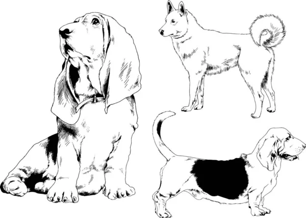 Croquis Vectoriels Différentes Races Chiens Dessinés Encre Main Sans Arrière — Image vectorielle