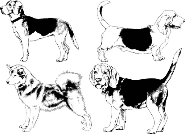 Vector Sketches Different Breeds Dogs Drawn Ink Hand Background Selected — Stock Vector