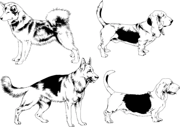 Διάνυσμα Σκίτσα Για Διαφορετικές Φυλές Σκύλων Ζωγραφισμένο Μελάνι Και Χέρι — Διανυσματικό Αρχείο