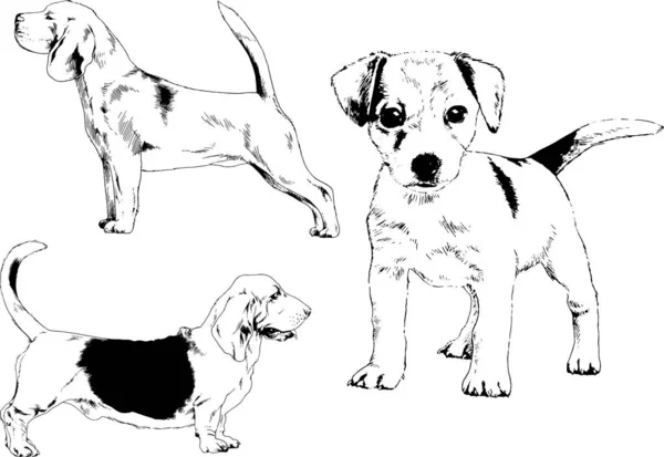 Vector Sketches Different Breeds Dogs Drawn Ink Hand Background Selected — Stock Vector