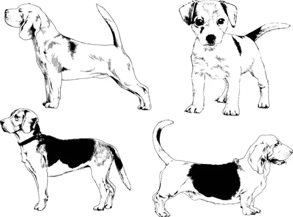 Croquis Vectoriels Différentes Races Chiens Dessinés Encre Main Sans Arrière — Image vectorielle