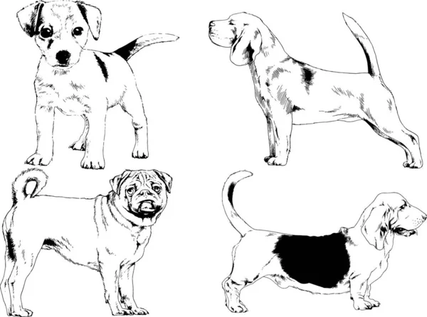 不同品种的犬用墨水绘制的矢量草图没有背景 选定的对象 — 图库矢量图片