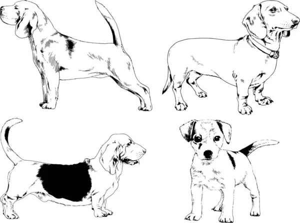 Bosquejos Vectoriales Diferentes Razas Perros Dibujados Tinta Mano Sin Fondo — Archivo Imágenes Vectoriales