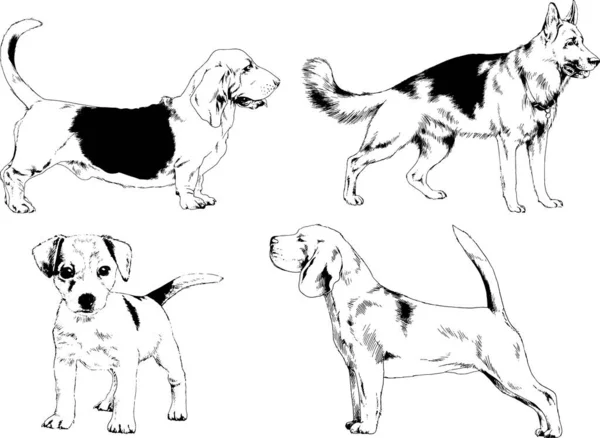 Vector Sketches Different Breeds Dogs Drawn Ink Hand Background Selected — Stock Vector