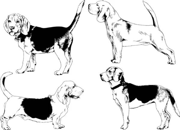 Vector Schetsen Van Verschillende Rassen Van Honden Met Hand Met — Stockvector