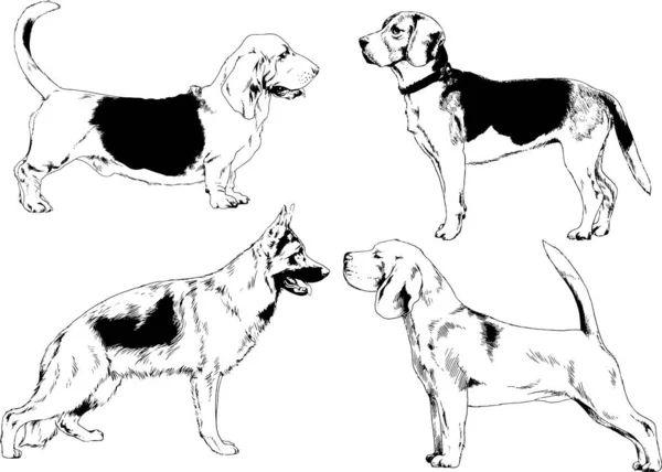 不同品种的犬用墨水绘制的矢量草图没有背景 选定的对象 — 图库矢量图片