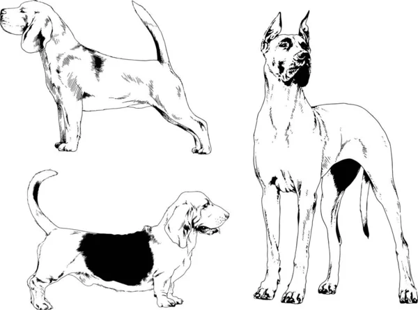 Croquis Vectoriels Différentes Races Chiens Dessinés Encre Main Sans Arrière — Image vectorielle