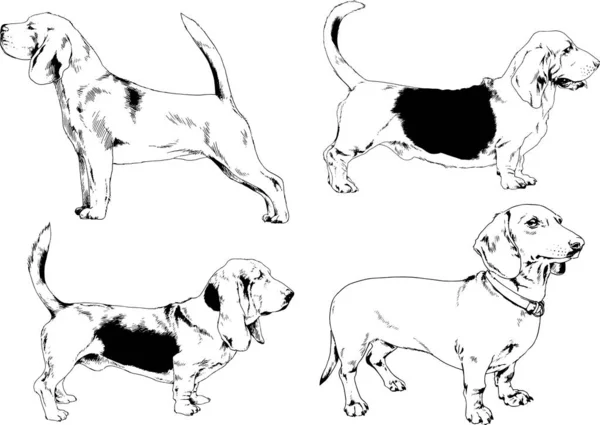 Croquis Vectoriels Différentes Races Chiens Dessinés Encre Main Sans Arrière — Image vectorielle