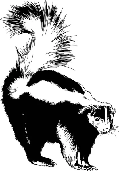 Velký Černý Skunk Bílým Pruhem Malované Inkoust Ruční Skica Realistický — Stockový vektor