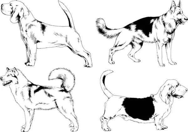 Bosquejos Vectoriales Diferentes Razas Perros Dibujados Tinta Mano Sin Fondo — Vector de stock