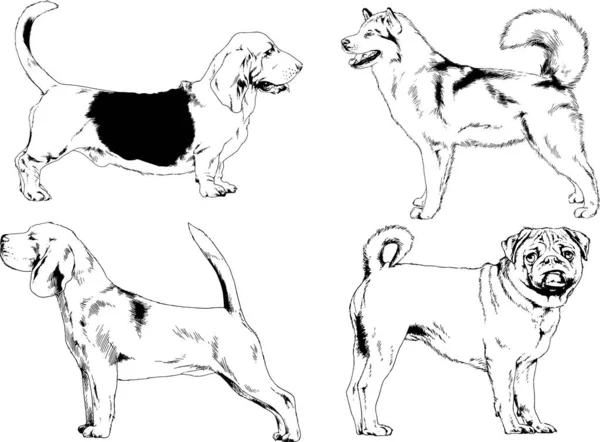 Sketsa Vektor Dari Keturunan Yang Berbeda Dari Anjing Yang Digambar - Stok Vektor