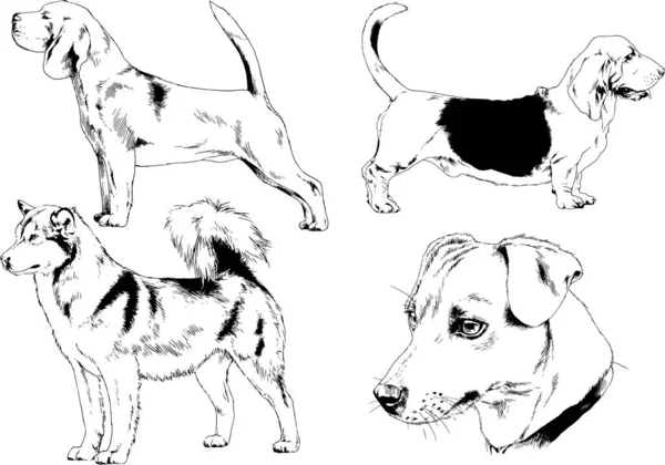 Vector Sketches Different Breeds Dogs Drawn Ink Hand Background Selected — Stock Vector