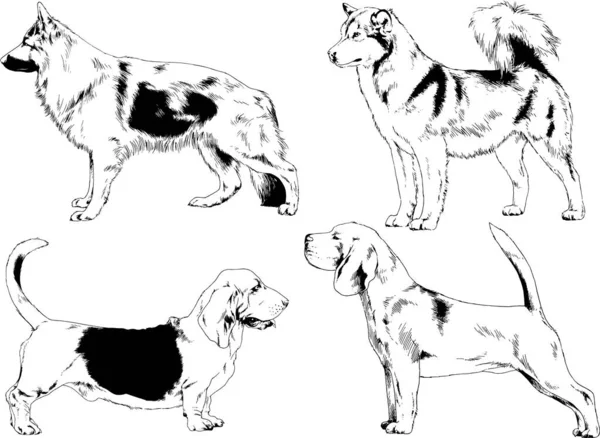 Vector Sketches Different Breeds Dogs Drawn Ink Hand Background Selected — Stock Vector