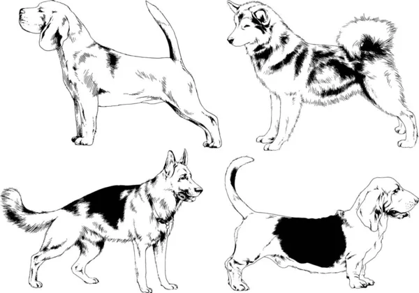 ベクトルの背景 選択したオブジェクトと手でインクで描かれた犬の異なった品種のスケッチ — ストックベクタ