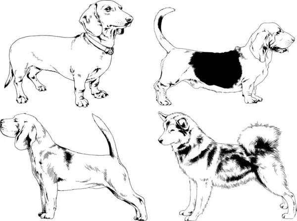 Esboços Vetoriais Raças Diferentes Cães Desenhados Tinta Mão Sem Fundo —  Vetores de Stock