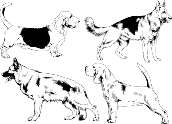 Croquis Vectoriels Différentes Races Chiens Dessinés Encre Main Sans Arrière — Image vectorielle