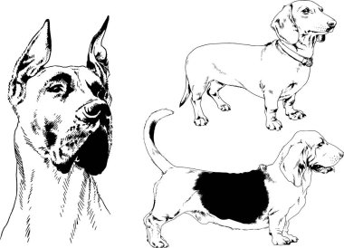 farklı doğurmak-in köpekler mürekkeple el ile arka plan ile seçili nesneleri çizilmiş vektör çizimler
