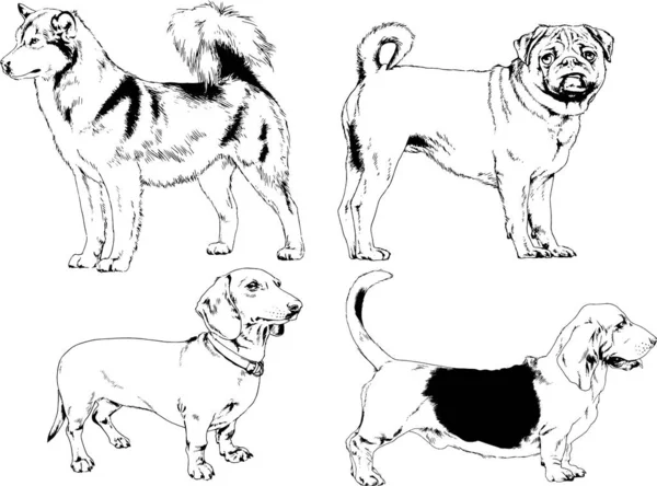 Croquis Vectoriels Différentes Races Chiens Dessinés Encre Main Sans Arrière — Image vectorielle