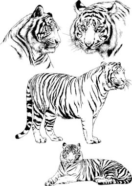 vektör çizimleri çizimler farklı yırtıcı hayvan, kaplan aslan çita ve leopar mürekkep el tarafından nesneleri arka plan ile çizilir