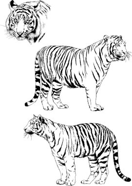 vektör çizimleri çizimler farklı yırtıcı hayvan, kaplan aslan çita ve leopar mürekkep el tarafından nesneleri arka plan ile çizilir