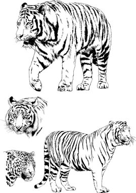 vektör çizimleri çizimler farklı yırtıcı hayvan, kaplan aslan çita ve leopar mürekkep el tarafından nesneleri arka plan ile çizilir