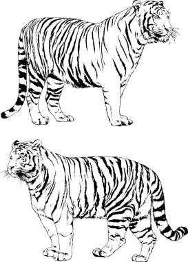 vektör çizimleri çizimler farklı yırtıcı hayvan, kaplan aslan çita ve leopar mürekkep el tarafından nesneleri arka plan ile çizilir