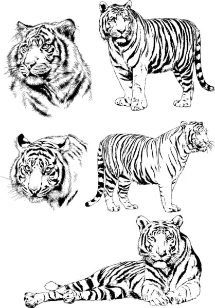 Vector Drawings Sketches Different Predator Tigers Lions Cheetahs Leopards Drawn — Stock Vector