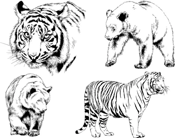 Vector Drawings Sketches Different Predator Tigers Lions Cheetahs Leopards Drawn — Stock Vector