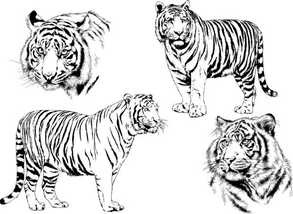 Dibujos Vectoriales Bocetos Diferentes Depredadores Tigres Leones Guepardos Leopardos Dibujan — Vector de stock