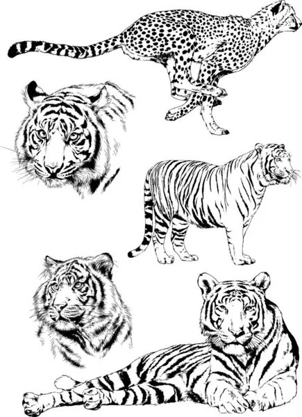 Dessins Vectoriels Esquisse Différents Prédateurs Tigres Lions Guépards Léopards Sont — Image vectorielle