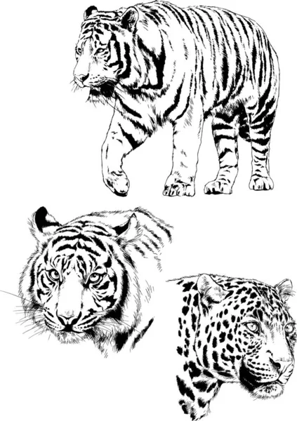 Dibujos Vectoriales Bocetos Diferentes Depredadores Tigres Leones Guepardos Leopardos Dibujan — Vector de stock