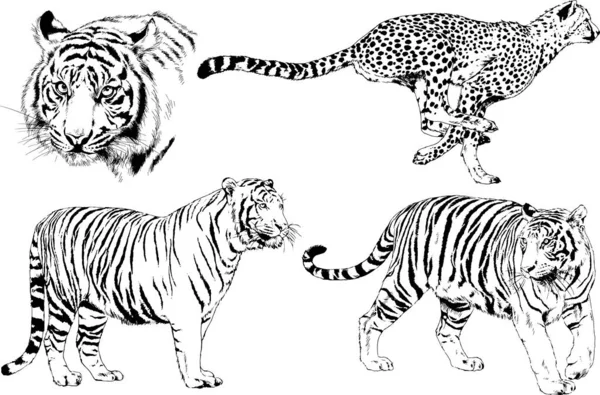 Dibujos Vectoriales Bocetos Diferentes Depredadores Tigres Leones Guepardos Leopardos Dibujan — Archivo Imágenes Vectoriales