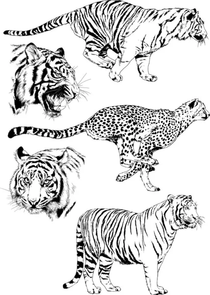 Dibujos Vectoriales Bocetos Diferentes Depredadores Tigres Leones Guepardos Leopardos Dibujan — Vector de stock