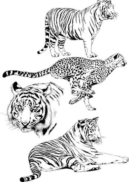 Dibujos Vectoriales Bocetos Diferentes Depredadores Tigres Leones Guepardos Leopardos Dibujan — Archivo Imágenes Vectoriales