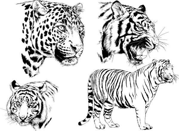 Dibujos Vectoriales Bocetos Diferentes Depredadores Tigres Leones Guepardos Leopardos Dibujan — Vector de stock