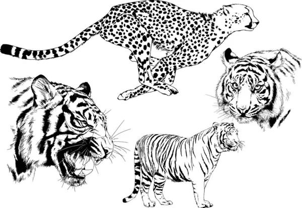 Dibujos Vectoriales Bocetos Diferentes Depredadores Tigres Leones Guepardos Leopardos Dibujan — Vector de stock