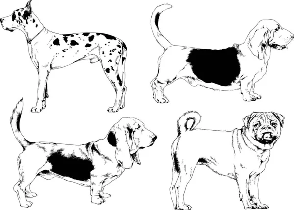 ベクター描画インクで手書きのラックの血統の犬をスケッチ 背景がないオブジェクト — ストックベクタ