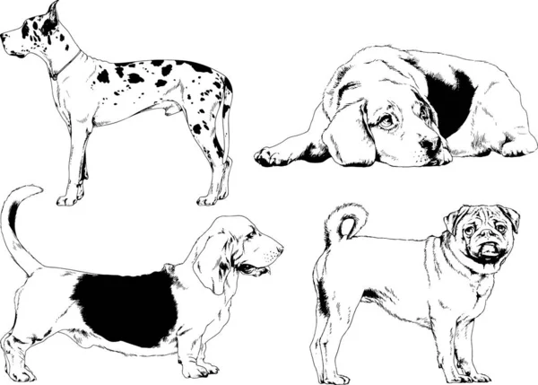 Dibujos Vectoriales Bocetos Pedigrí Perros Los Bastidores Dibujados Tinta Mano — Archivo Imágenes Vectoriales