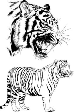 Yırtıcıların temasındaki vektör çizimleri mürekkep dövmeli logolarla elle çizilir.