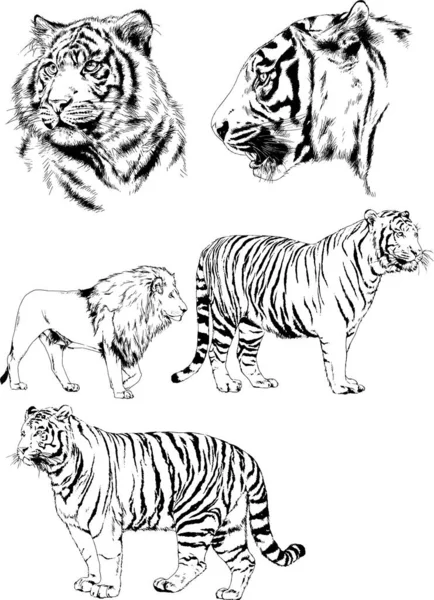 Conjunto Dibujos Vectoriales Sobre Tema Los Depredadores Tigres Dibujan Mano — Vector de stock