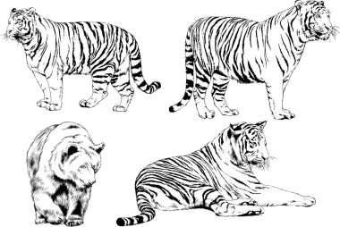 vektör çizimleri çizimler farklı yırtıcı hayvan, kaplan aslan çita ve leopar mürekkep el tarafından nesneleri arka plan ile çizilir