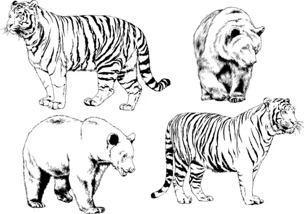 Dibujos Vectoriales Bocetos Diferentes Depredadores Tigres Leones Guepardos Leopardos Dibujan — Vector de stock