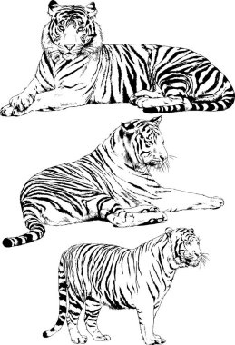 Yırtıcıların temasındaki vektör çizimleri mürekkep dövmeli logolarla elle çizilir.