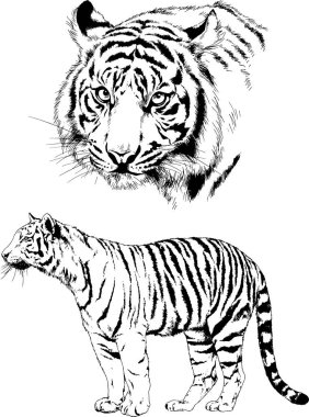 vektör çizimleri çizimler farklı yırtıcı hayvan, kaplan aslan çita ve leopar mürekkep el tarafından nesneleri arka plan ile çizilir